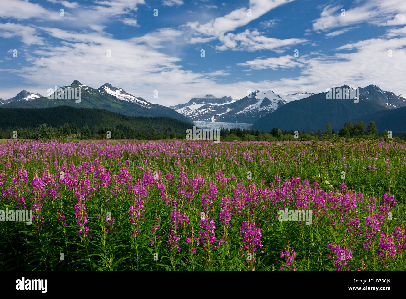Tongass National Forest Mendenhall Glacier Fireweed Hi res Stock 
