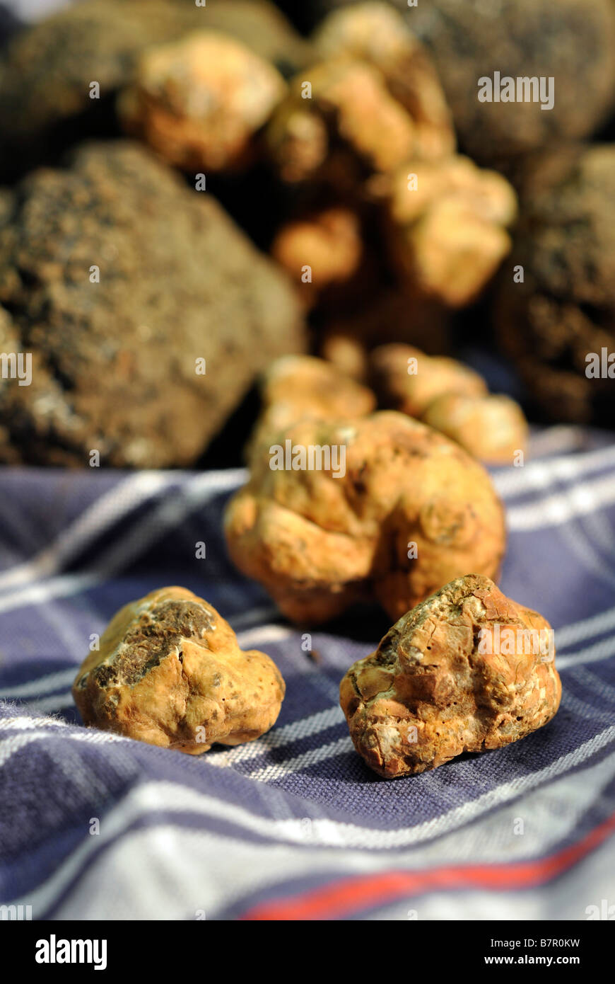 Black truffle food hires stock photography and images Alamy
