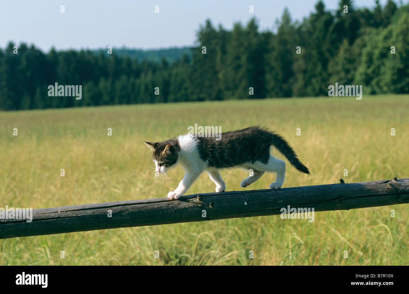 cat - walking on wooden beam Stock Photo - Alamy