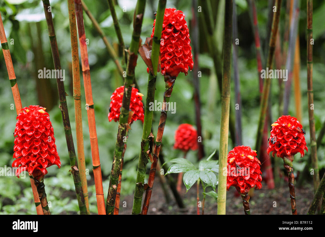 indonesian wax ginger, pineapple ginger, malaysian spiral ginger (Tapeinochilos ananassae), blooming Stock Photo