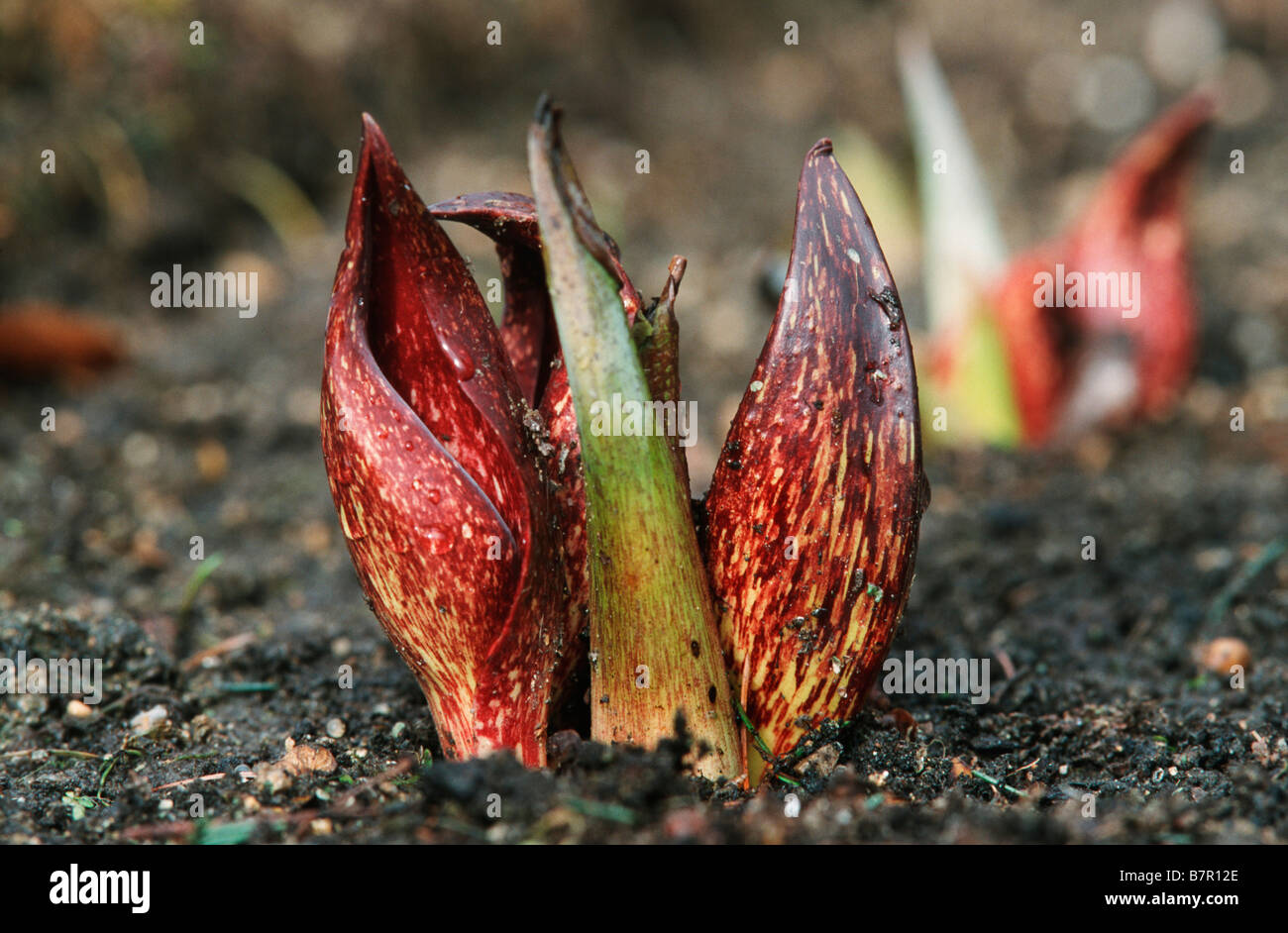 skunk cabbage (Symplocarpus foetidus), shoot Stock Photo