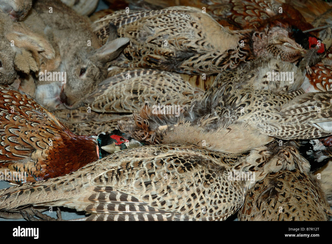 angora rabbit for sale in sri lanka