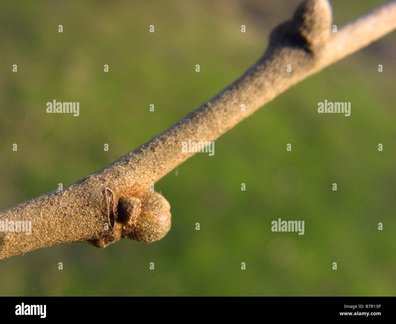 silver linden (Tilia tomentosa), twig with winter buds Stock Photo
