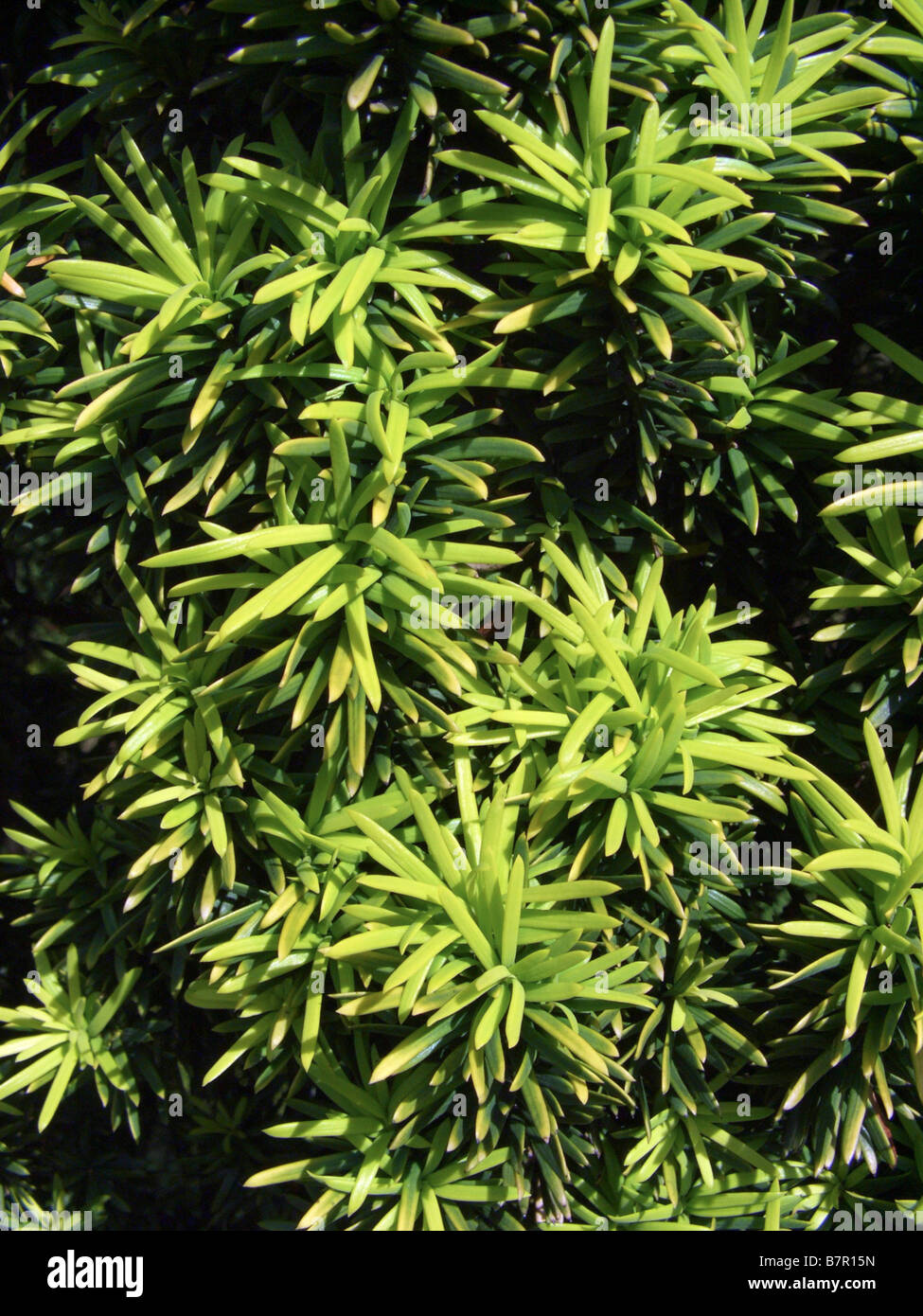 common yew (Taxus baccata 'Fastigiata Aurea', Taxus baccata Fastigiata Aurea), leaves of sort Fastigiata Aurea Stock Photo