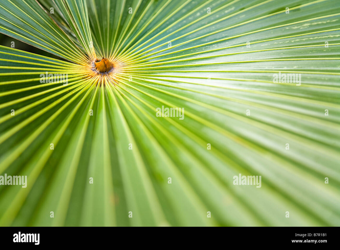 Fan shaped plants hires stock photography and images Alamy