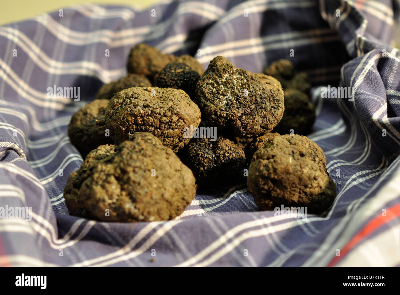 A traditional cloth and a clutch of fresh black truffles Stock Photo