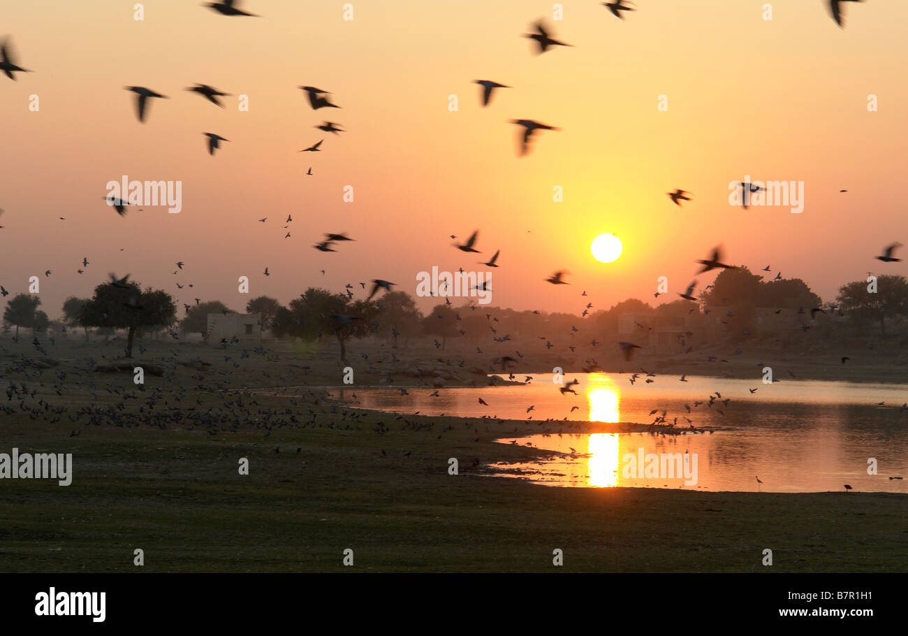 sunset over gadi sagar tank in jaisalmer with the wild birds in flight Stock Photo
