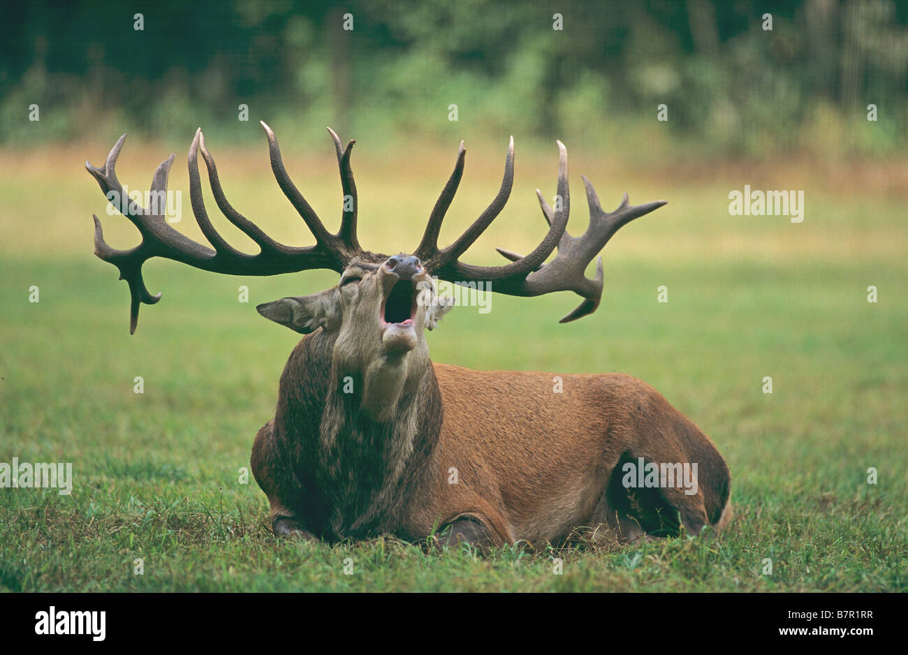 male red deer rut Stock Photo Alamy