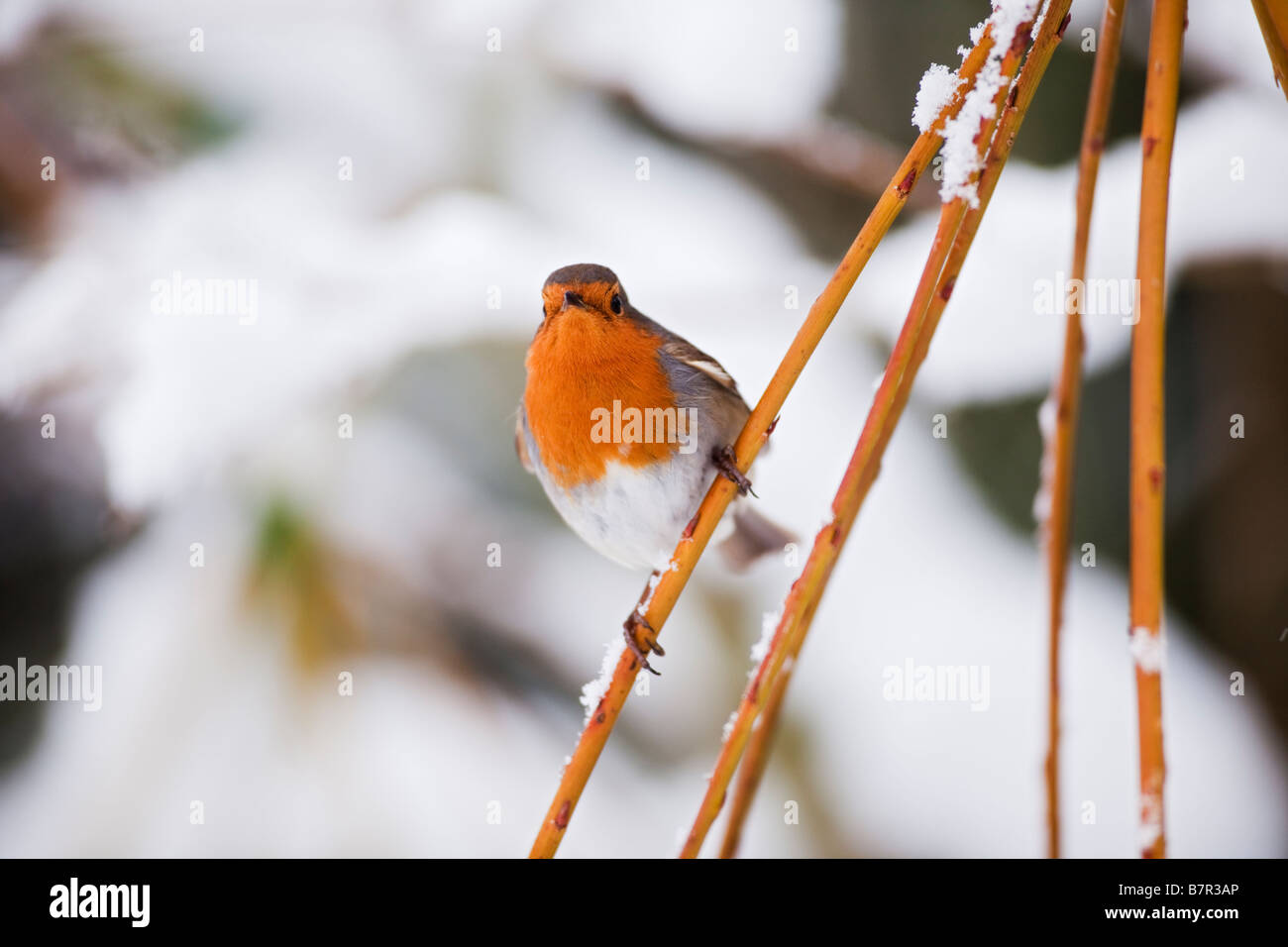 Frost Covered Bird Feeder Stock Photos Frost Covered Bird Feeder