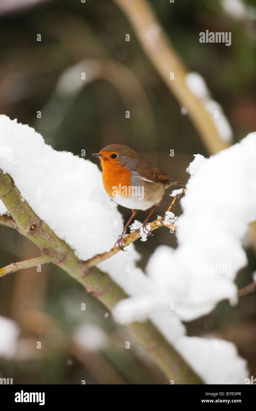 Robin wintertime hires stock photography and images Alamy