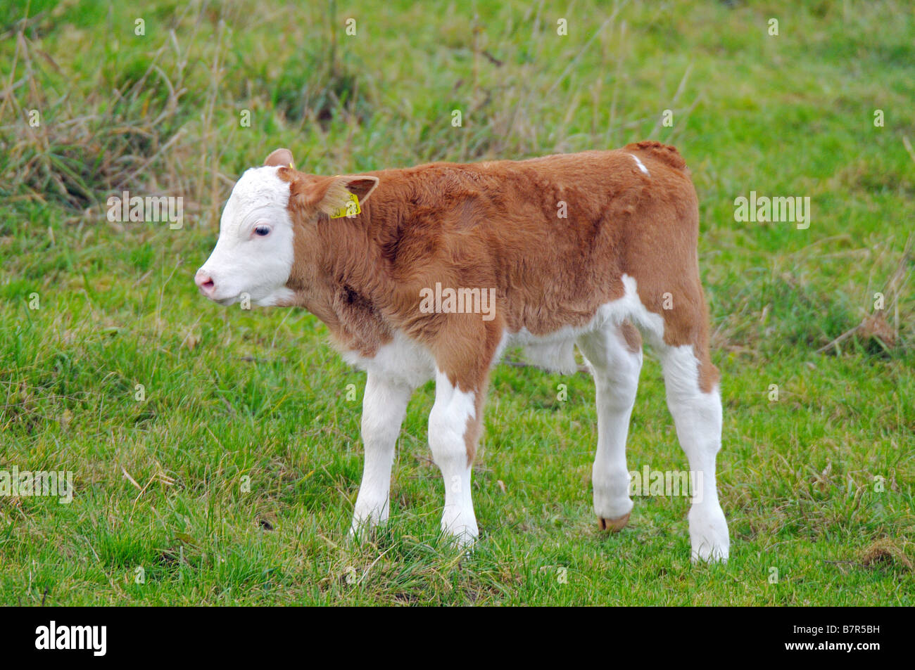 calf - standing on meadow Stock Photo - Alamy