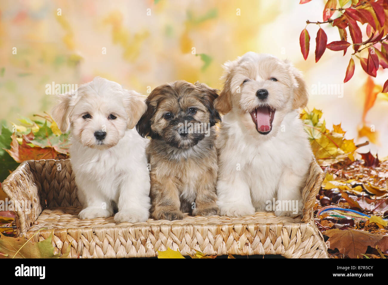 three Havanese dogs - puppies sitting on sofa Stock Photo - Alamy