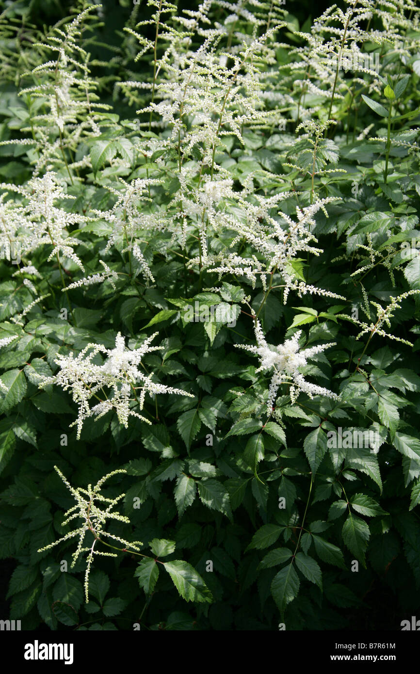 False Spiraea or Meadow Sweet, Astilbe simplicifolia 'Alba', Saxifragaceae Stock Photo