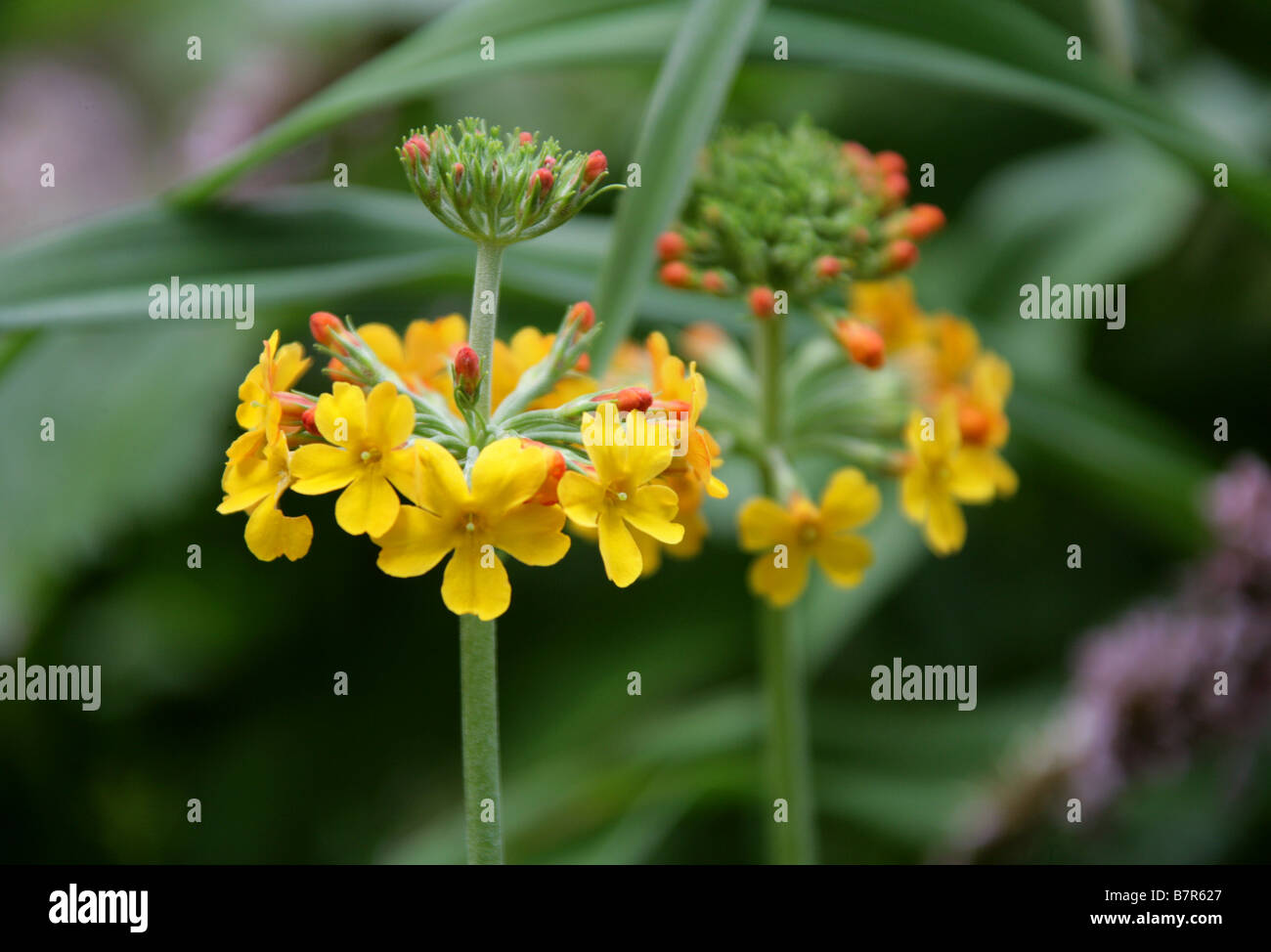 Yellow-Orange Candelabra Primulas, Primulaceae Stock Photo