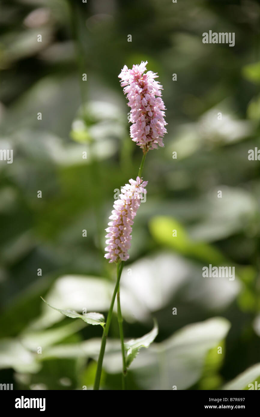 Bistort aka Common Bistort or Knotweed, Persicaria bistorta or Polygonum bistorta, Polygonaceae. A British Wild Flower Stock Photo