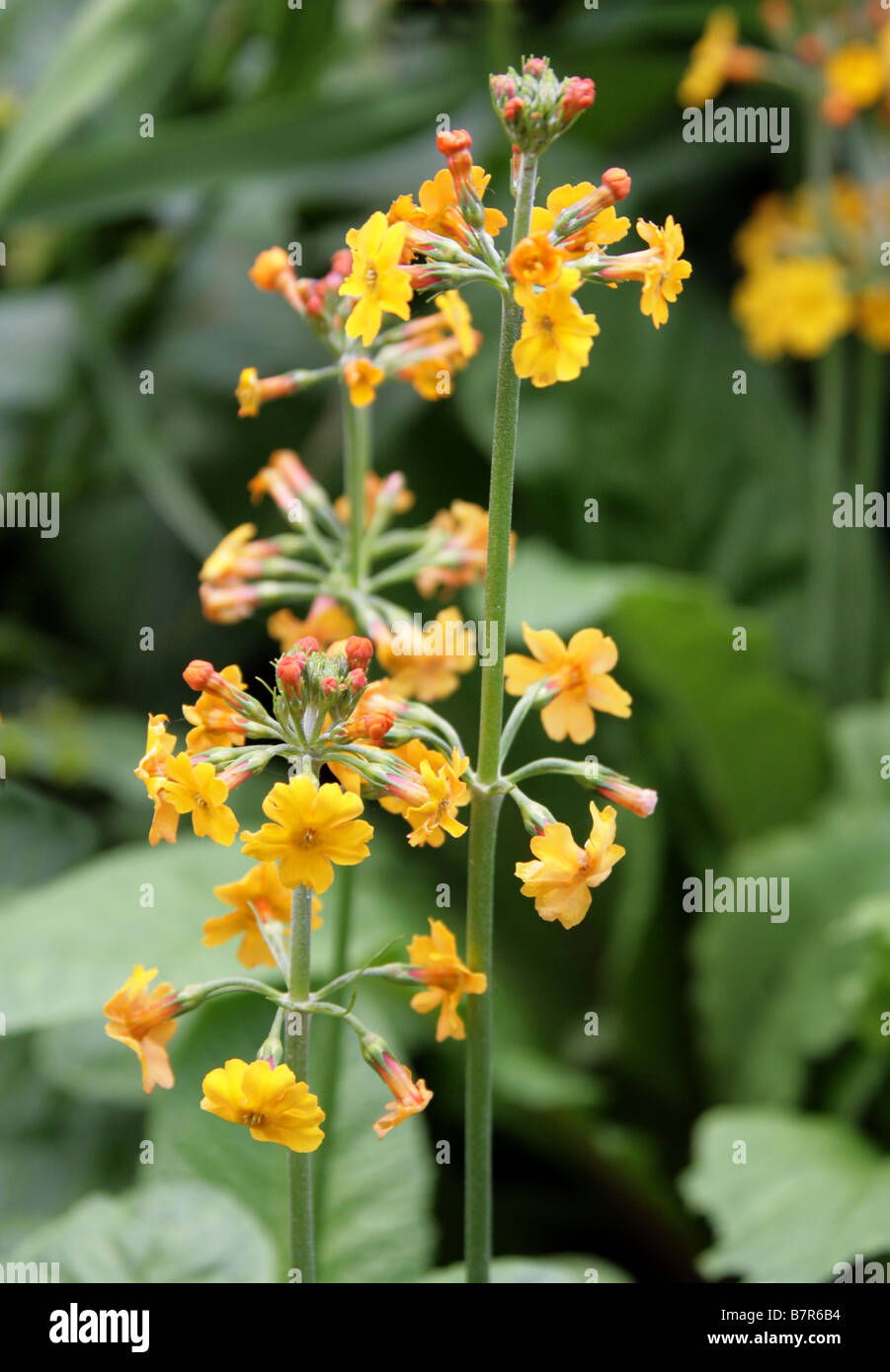 Yellow-Orange Candelabra Primulas, Primulaceae Stock Photo