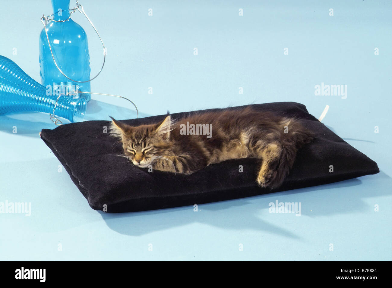 cat sleeping on pillow Stock Photo Alamy
