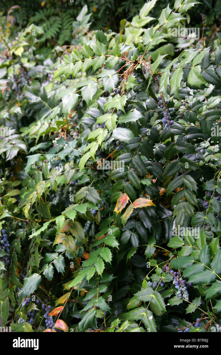 Oregon Grape, Mahonia aquifolium, Berberidaceae Stock Photo