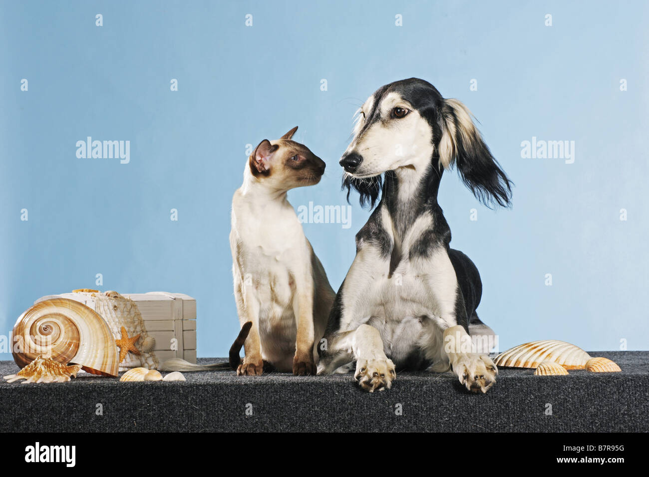 Animal Friendship Saluki Dog And Siamese Cat Stock Photo Alamy