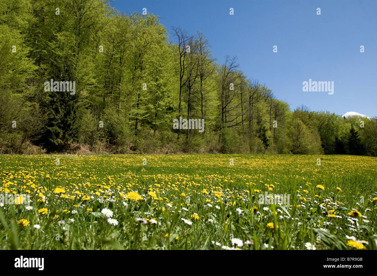 on the meadow Stock Photo - Alamy