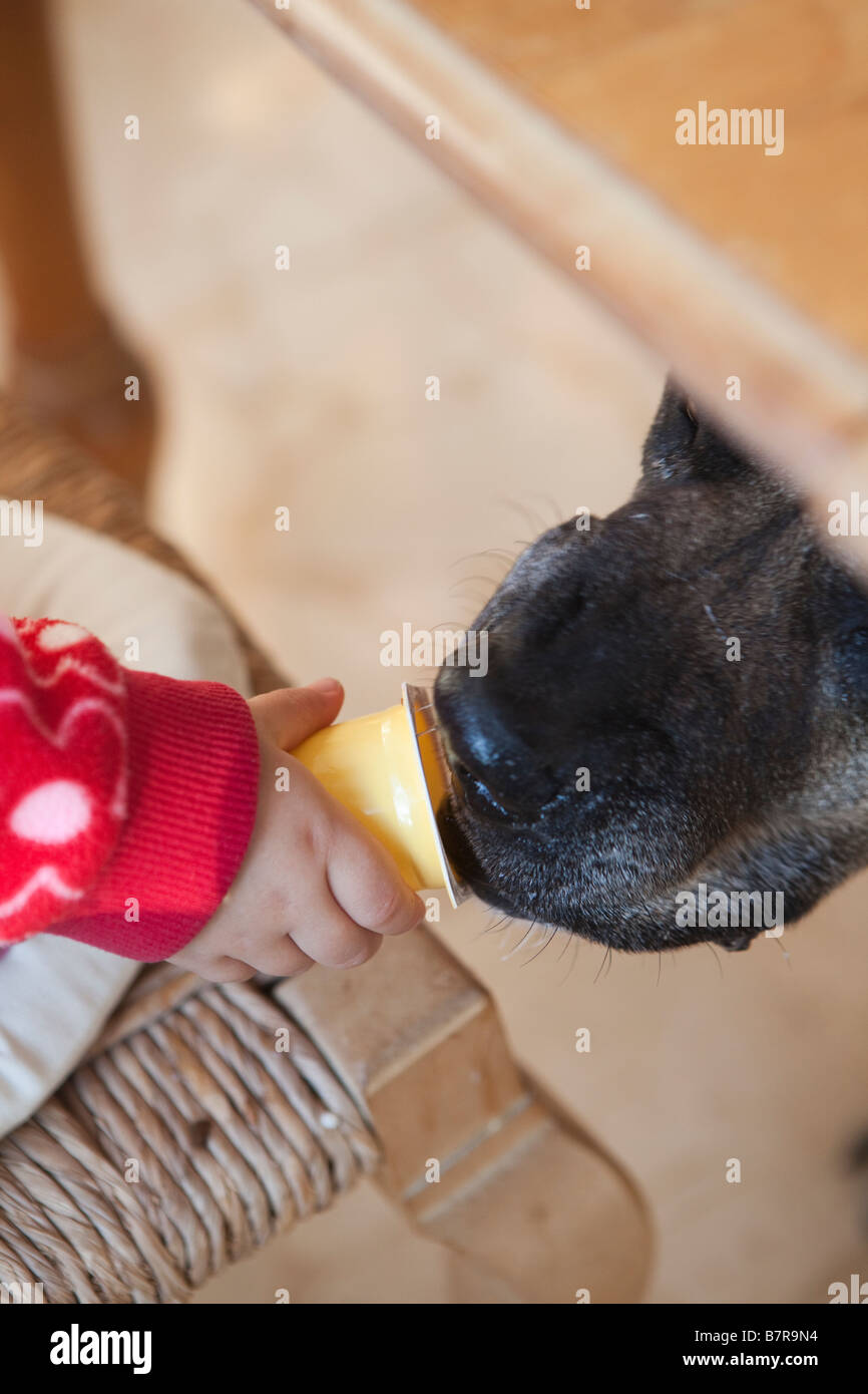 Child feeding dog under table hires stock photography and images Alamy