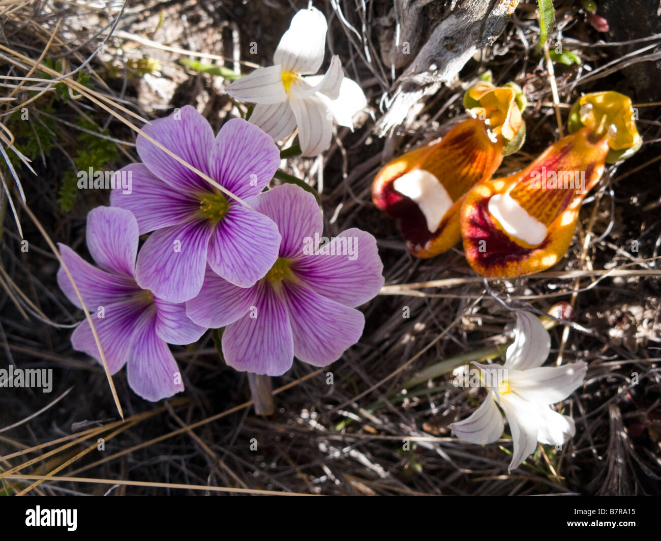Wild Patagonian flowers Torres del Paine National Park Chile Stock Photo