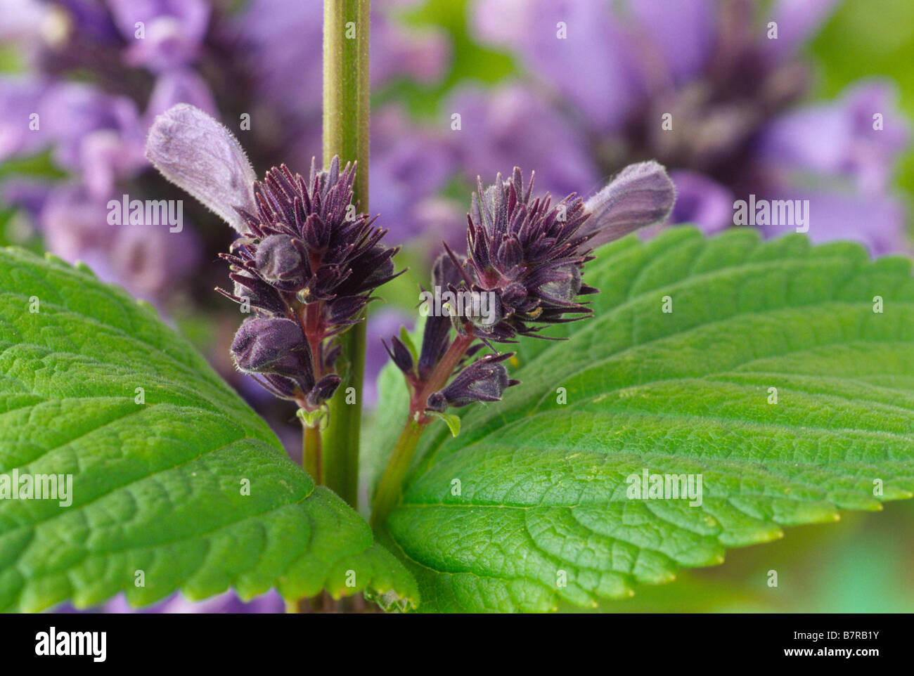 Nepeta subsessilis 'Washfield' (Catmint) Flower buds in leaf axil. Stock Photo