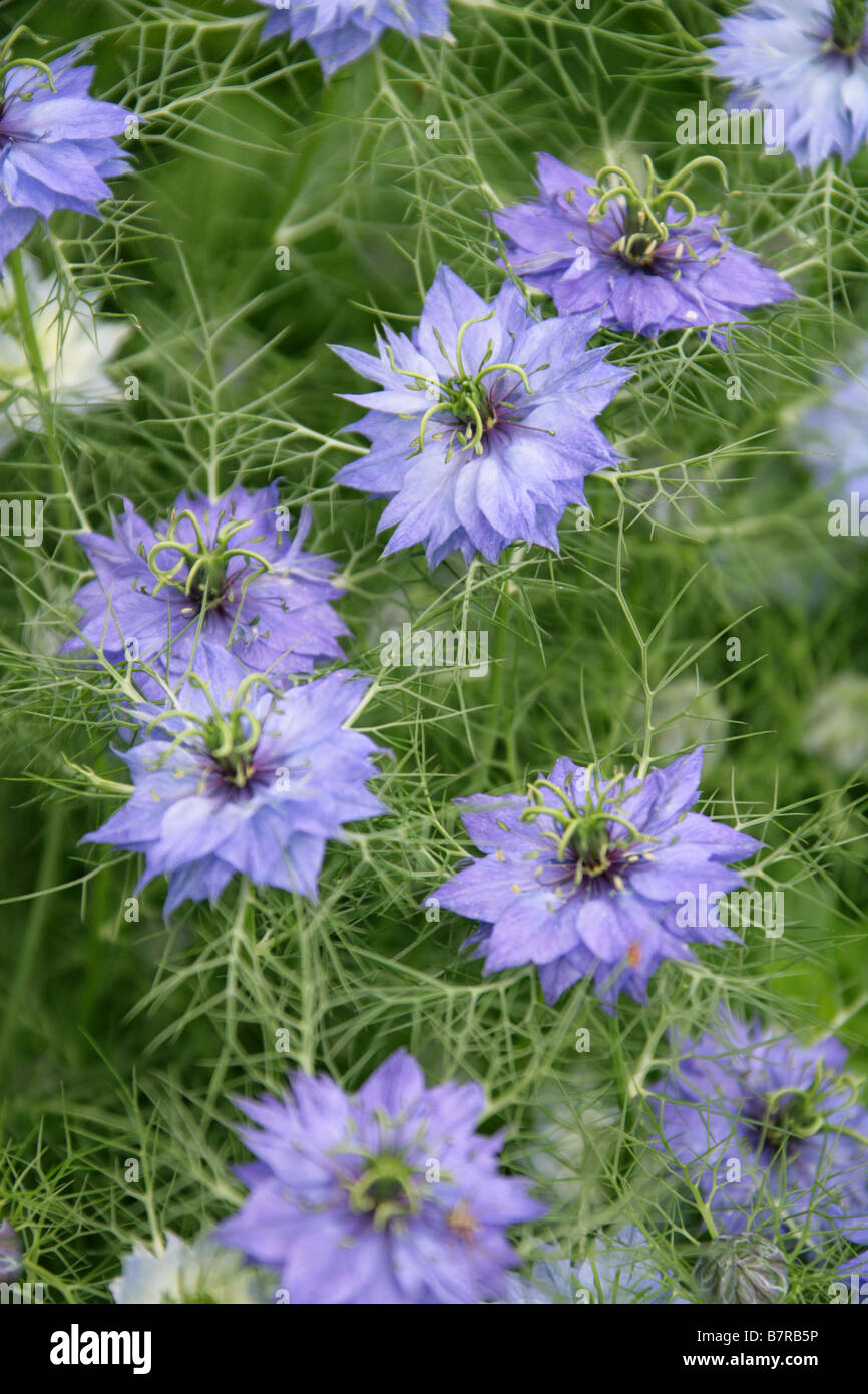 Kalonji plant hi-res stock photography and images - Alamy