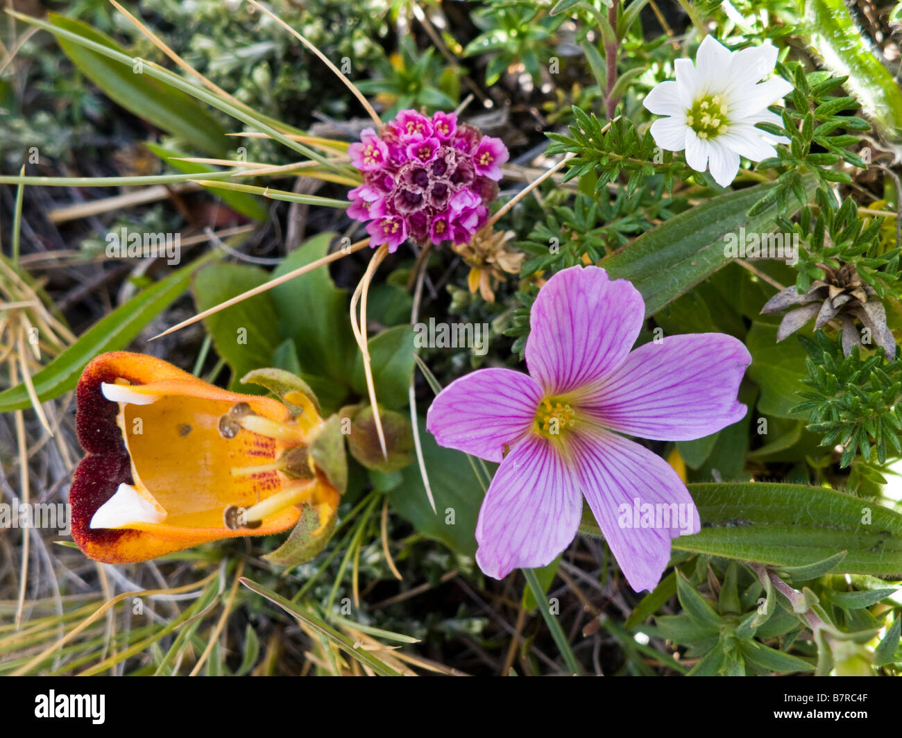 Collection of Patagonian flowers Torres del Paine National Park Chile Stock Photo