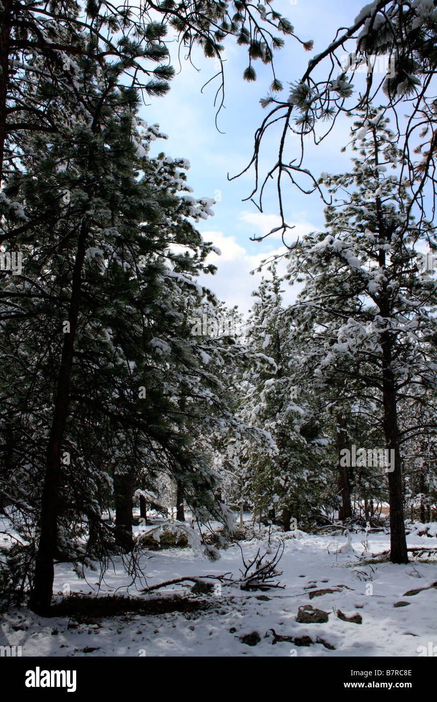 Snowy pine trees hi-res stock photography and images - Alamy