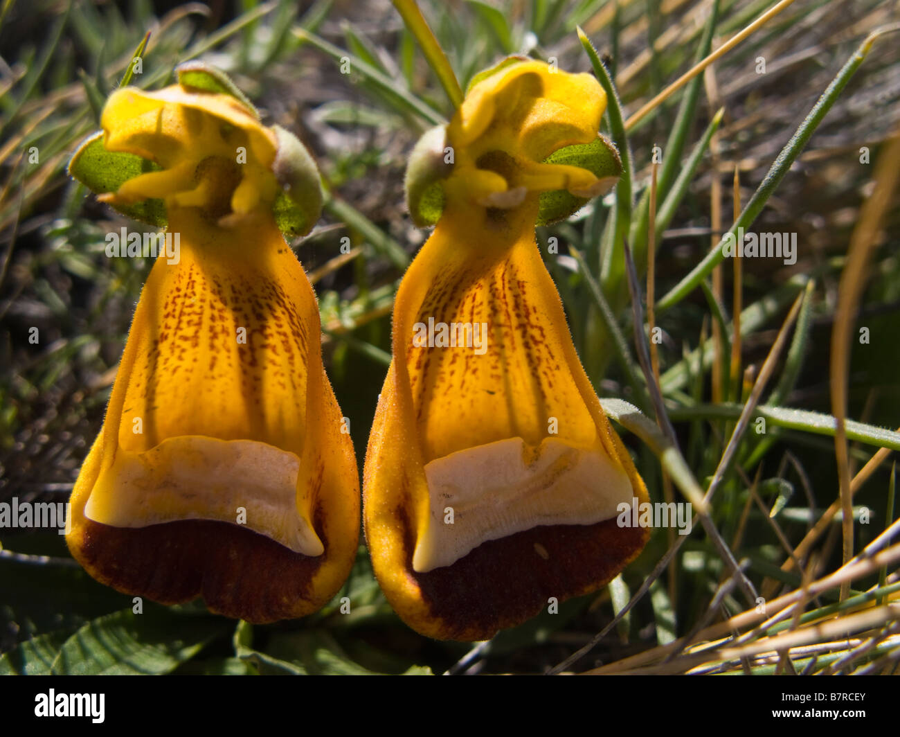 Virgin's shoes flowers Torres del Paine National Park, Patagonia, Chile Stock Photo
