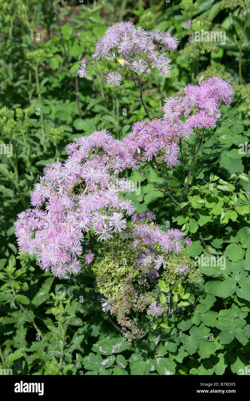 Columbine Meadow Rue, Thalictrum aquilegiifolium, Ranunculaceae Stock Photo