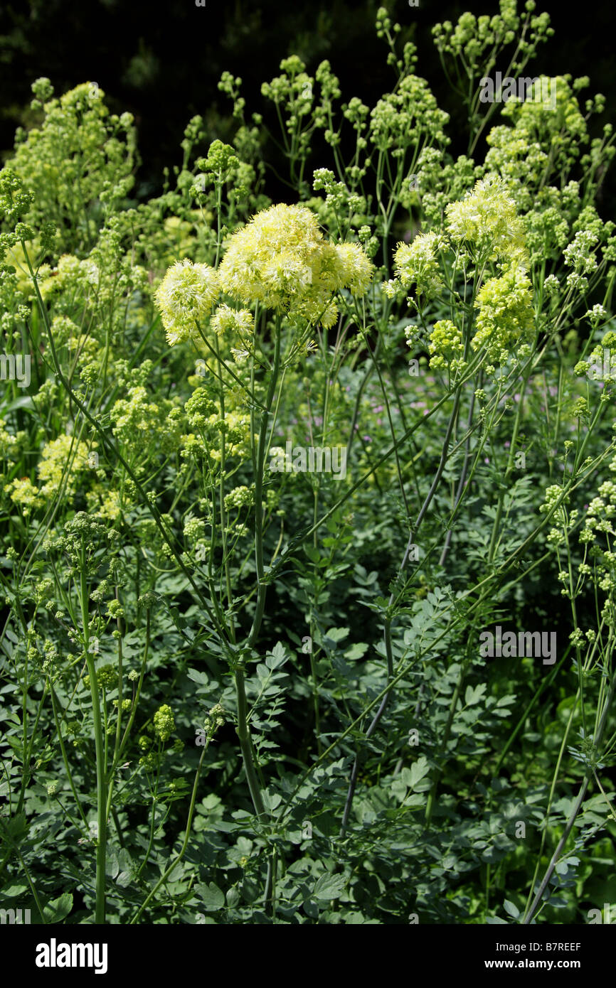 Yellow Meadow Rue or Common Meadow Rue, Thalictrum flavum ssp. glaucum, Ranunculaceae Stock Photo