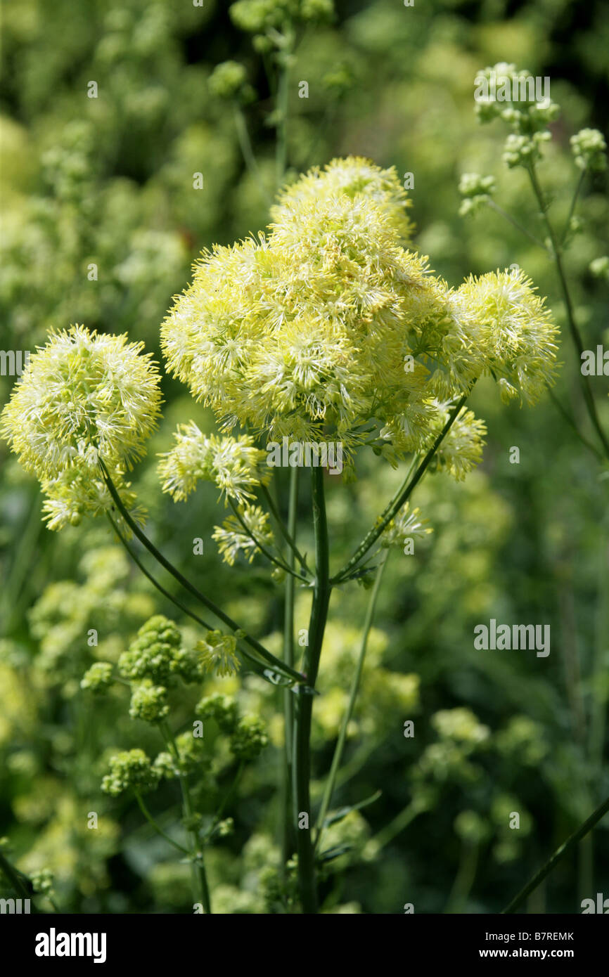 Yellow Meadow Rue or Common Meadow Rue, Thalictrum flavum ssp. glaucum, Ranunculaceae Stock Photo