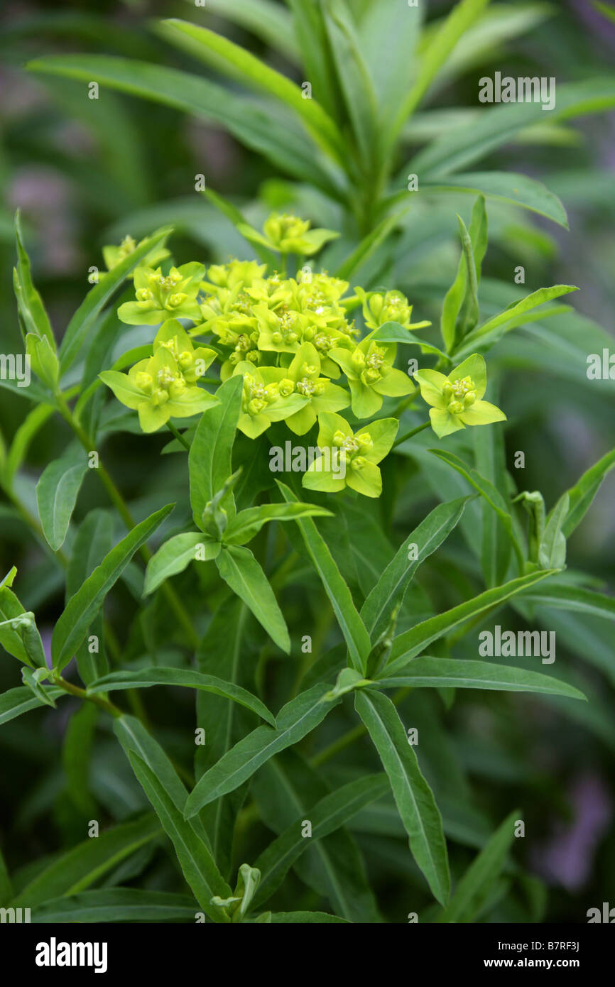 Cushion Spurge, Euphorbia epithymoides, Euphorbiaceae Stock Photo