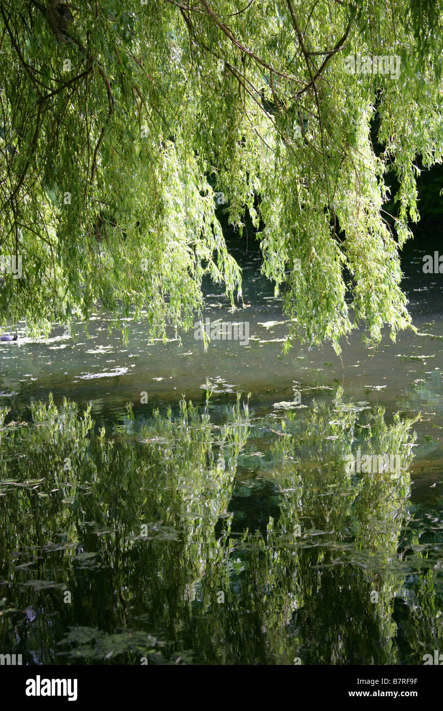Weeping Willow, Salix babylonica, Salicaceae Stock Photo