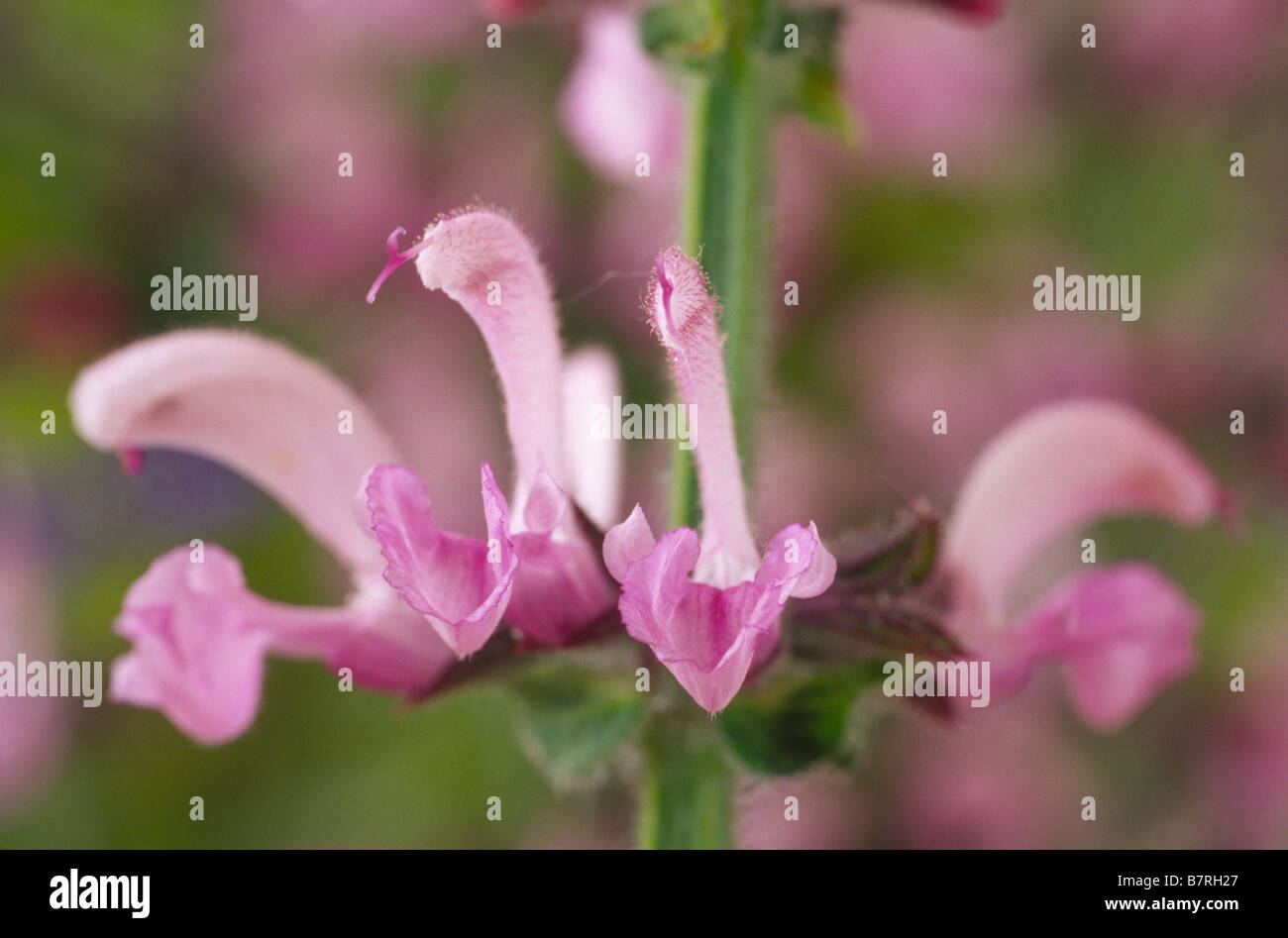 Salvia pratensis 'Lapis Lazuli' (Meadow clary,Meadow sage) Stock Photo
