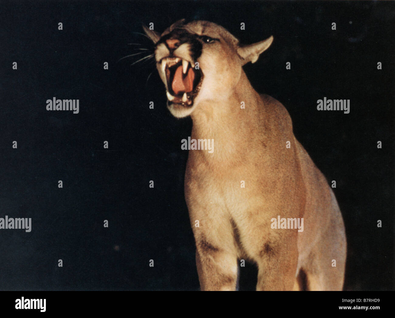Day of the Animals Day of the Animals Year: 1977 USA USA : 1977 Director :William Girdler Stock Photo - Alamy Day of the Animals Day of the Animals Year: 1977 USA USA : 1977 Director :William Girdler Stock Photo - Alamy
