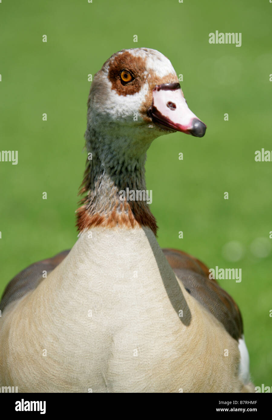 Egyptian Goose, Alopochen aegyptiacus, Anatidae (Male) Stock Photo