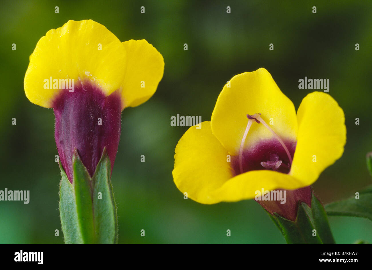 Torenia 'Sol' Vivia Series (Wishbone flower Stock Photo Alamy