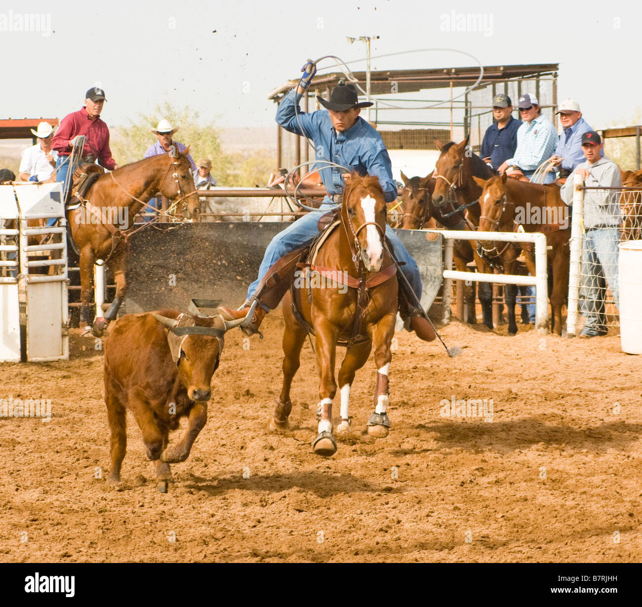 rodeo action during the calf roping competiton Stock Photo Alamy
