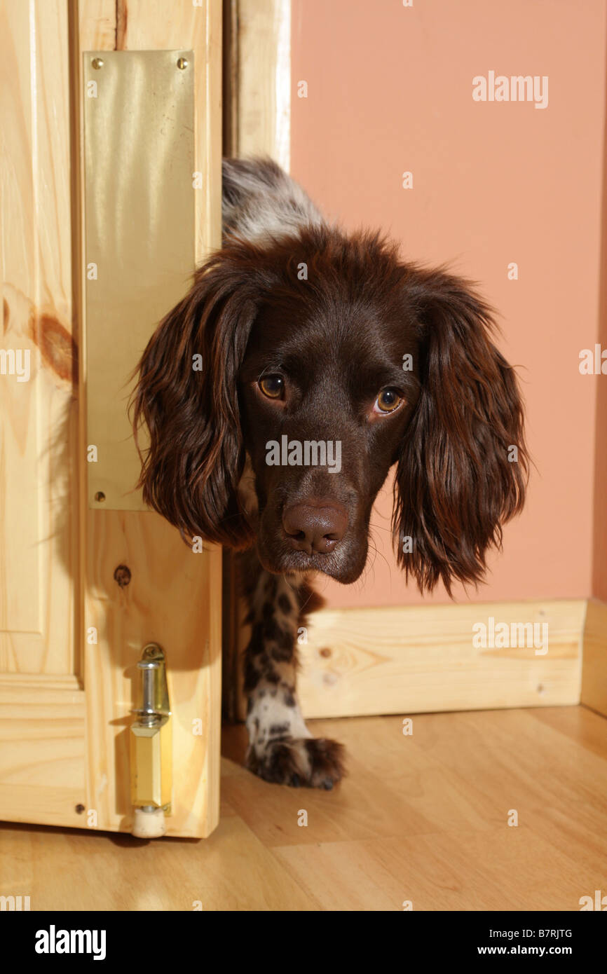 English springer spaniel looking round door Stock Photo Alamy