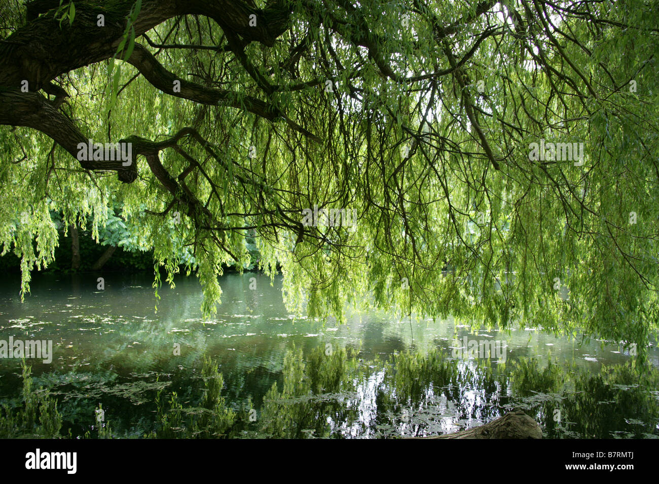 Weeping Willow, Salix babylonica, Salicaceae Stock Photo