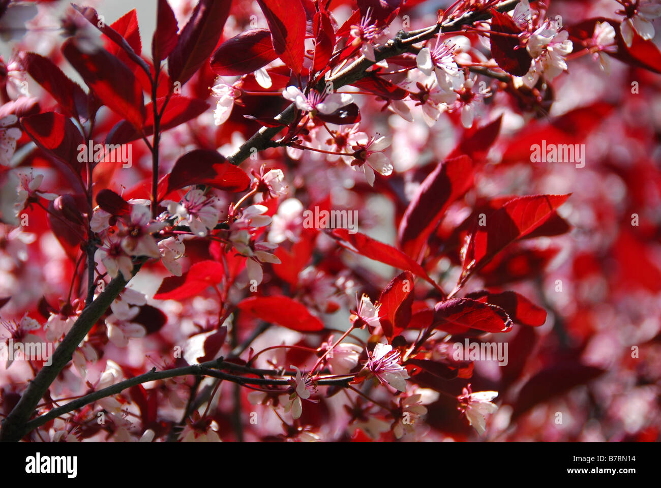 Blooming cherry background Stock Photo - Alamy