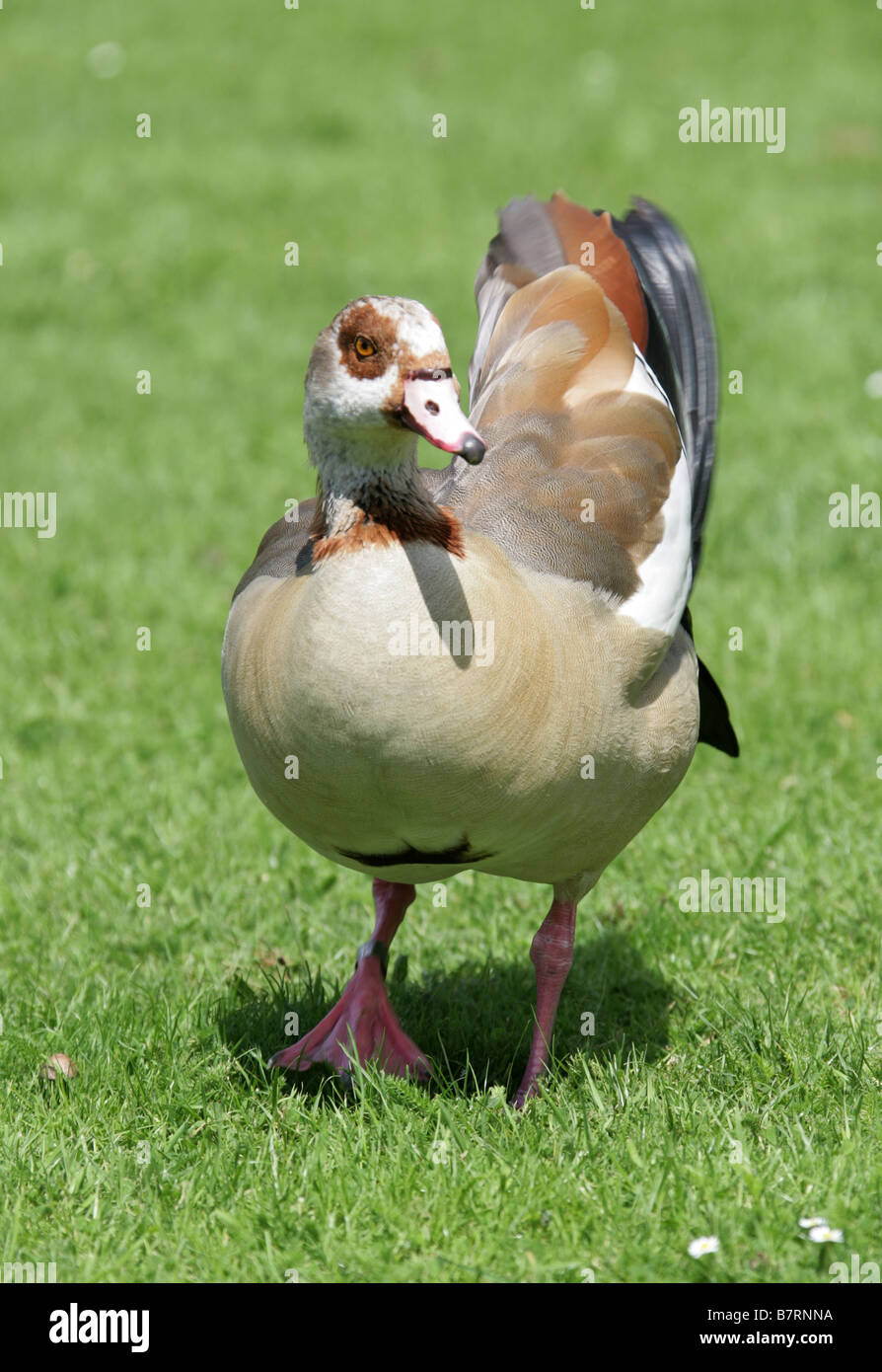 Egyptian Goose, Alopochen aegyptiacus, Anatidae (Male) Stock Photo