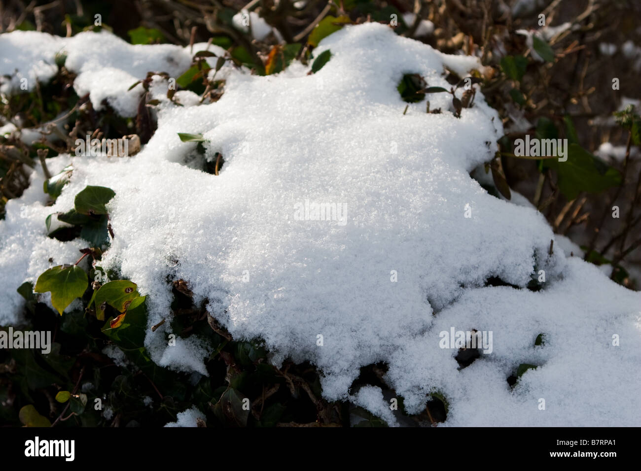 Snowing on leaves hi-res stock photography and images - Alamy