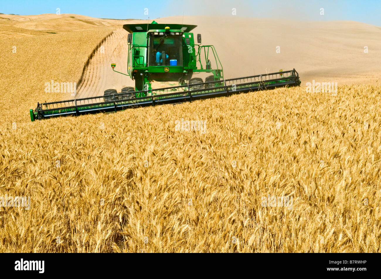 A self leveling combine traverses a side slope while harvesting wheat in the Palouse region of Washington Stock Photo