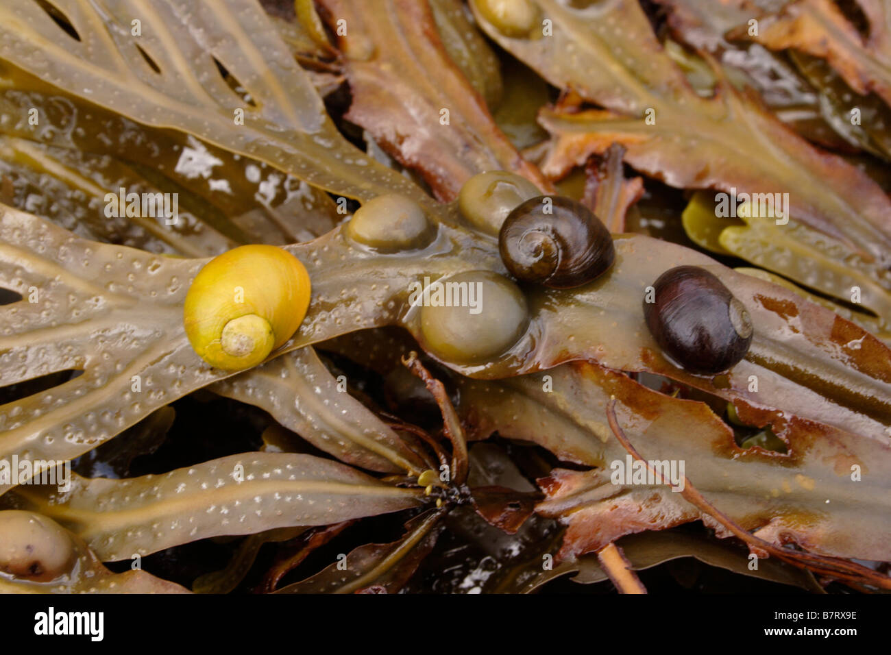 Flat periwinkles Littorina obtusata Littorinidae 2 colour forms on bladder wrack seaweed UK Stock Photo