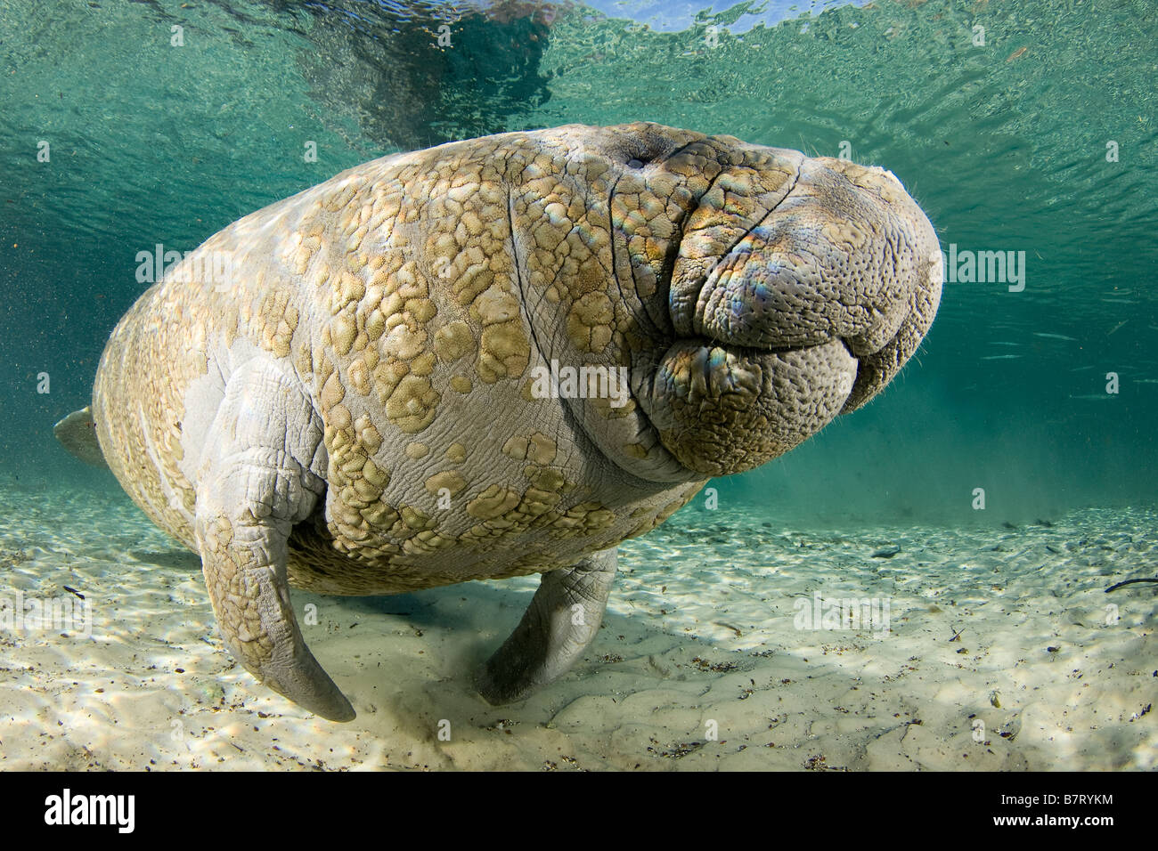 West Indian Manatee Trichechus Manatus Latirostris Florida Stock Photo ...