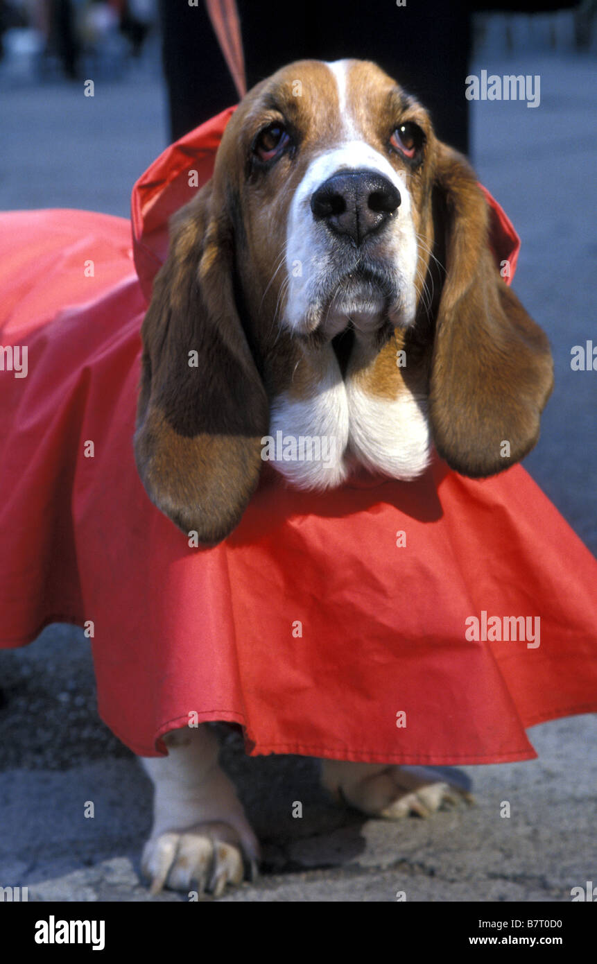 Basset hound raincoat sale